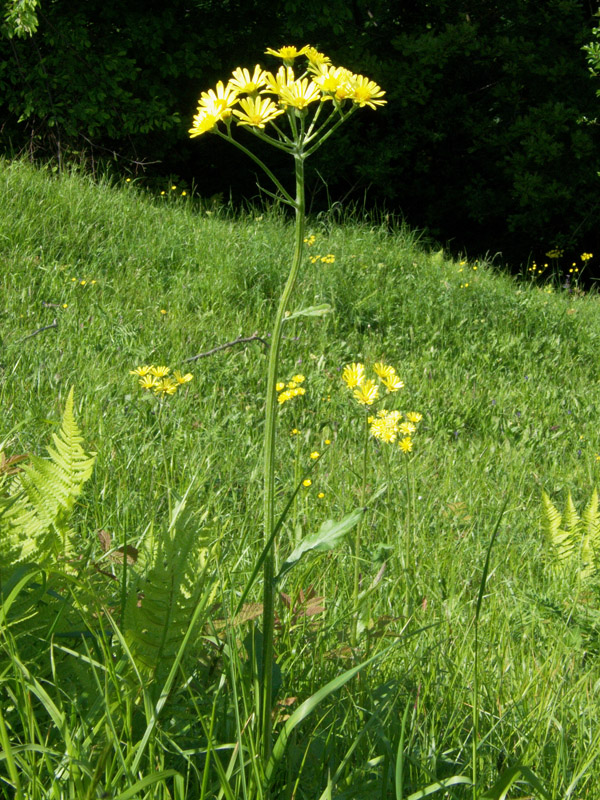Tephroseris balbisiana / Senecione di Balbis